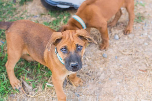 Bruine pups spelen buiten — Stockfoto