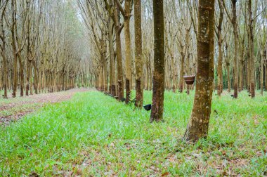 Kauçuk ağacı Tayland bir sürü satırlar. Seri üretim kauçuk
