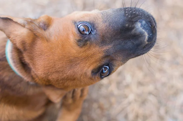 Schattige puppy voor speelse bruin — Stockfoto