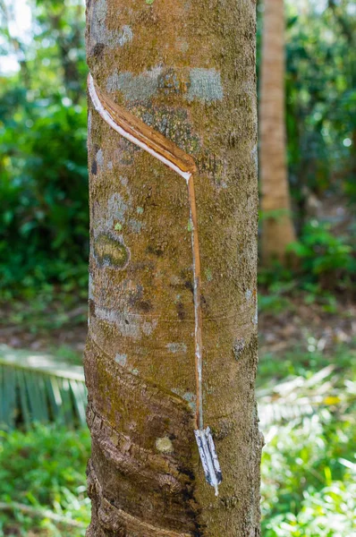 Milky latex extracted from rubber tree Hevea Brasiliensis as a source of natural rubber