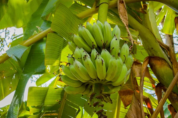 stock image Green bananas, fresh from the tree.