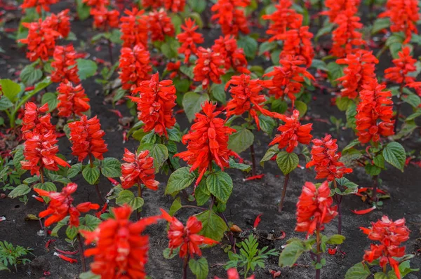 Lindas flores vermelhas tremoços floração em um canteiro de flores em um jardim . — Fotografia de Stock