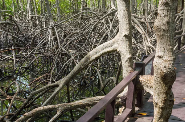 Foresta di mangrovie nel Parco Nazionale della Foresta di Pranburi, Prachuap Khiri Khan, Thailandia — Foto Stock