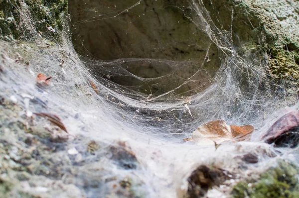 漏斗编织蜘蛛深在泰国 — 图库照片