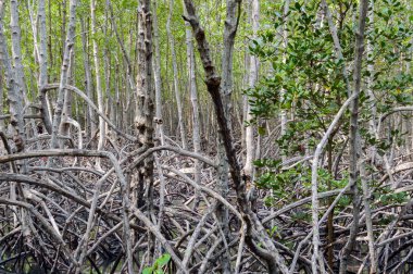 Mangrov orman Pranburi orman Milli Parkı, Prachuap Khiri