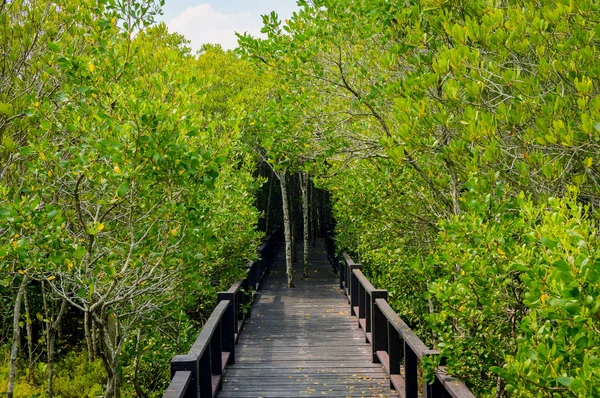 Mangrov orman Pranburi orman içinde ahşap köprü geçit 