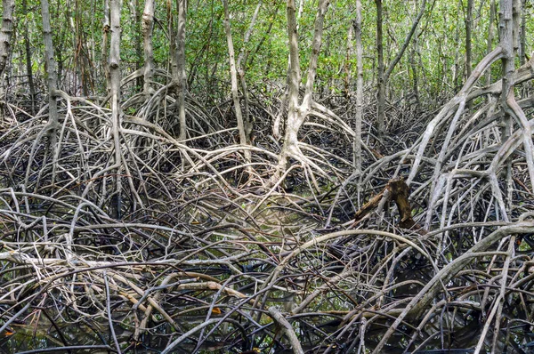 Foresta di mangrovie nel Parco Nazionale della Foresta di Pranburi, Prachuap Khiri Khan, Thailandia — Foto Stock