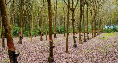 Kauçuk ağacı Tayland bir sürü satırlar. Seri üretim kauçuk