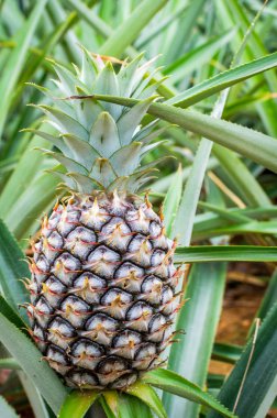 Ananas tropikal meyve plantasyon alanında büyüyen
