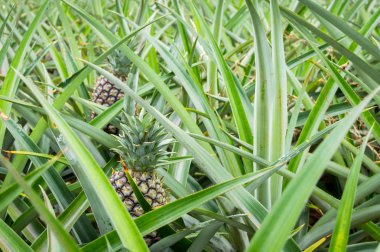 Ananas tropikal meyve plantasyon alanında büyüyen