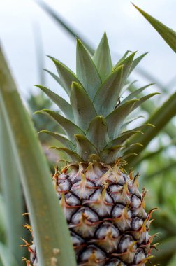 Ananas tropikal meyve plantasyon alanında büyüyen