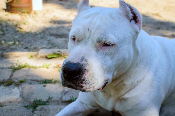 Beyaz pitbull köpeği kapatın