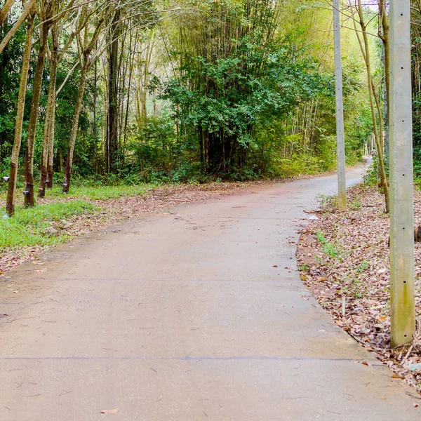 Betonstraße durch den Wald in den Park, Landschaft von Thailand. — Stockfoto