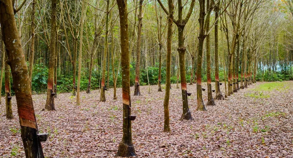 Riga un sacco di alberi di gomma in Thailandia. Produzione di massa di gomma — Foto Stock