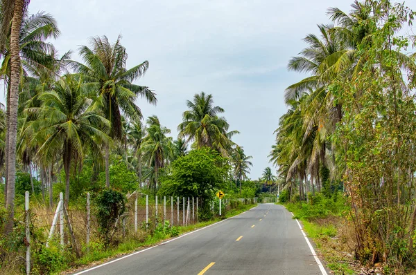 Autopista de asfalto en la selva a lo largo de palmeras Tailandia — Foto de Stock