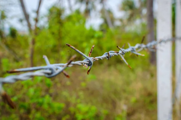 Concrete posts lined up build a fence of barbed wire in the jungle
