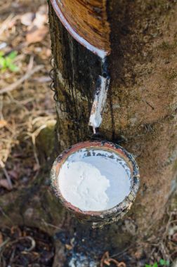 Sütlü lateks lastik ağacından Hevea Brasiliensis doğal kauçuk kaynağı olarak çıkarılan
