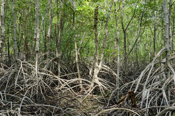 Lasów namorzynowych w Pranburi Forest National Park, Prachuap Khiri Khan, Tajlandia — Zdjęcie stockowe