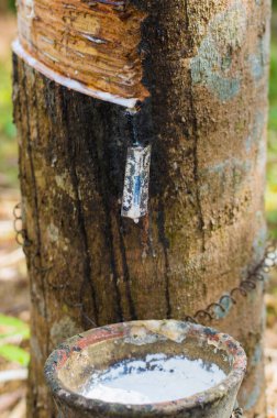 Sütlü lateks lastik ağacından Hevea Brasiliensis doğal kauçuk kaynağı olarak çıkarılan