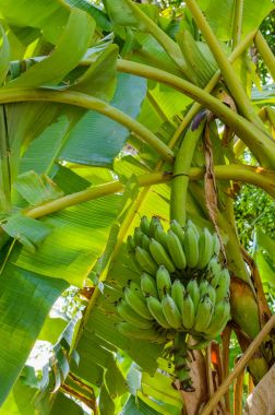 Yeşil muz, ağaçtan taze.