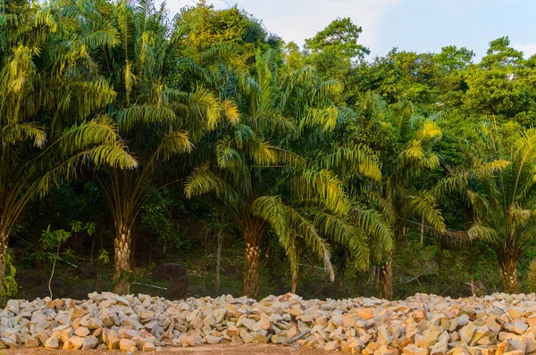 Paisaje a lo largo del parque o bosque con palmeras detrás de un montón de piedras. Camboya . — Foto de Stock