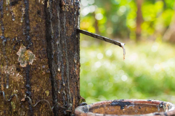 Lattice lattiginoso estratto dall'albero della gomma Hevea Brasiliensis come fonte di gomma naturale — Foto Stock