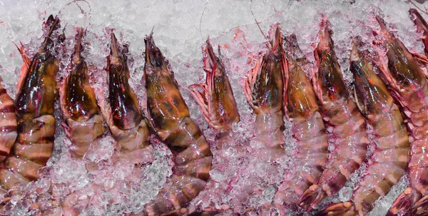Креветки "Морской тигр" сложены на подносе со льдом. Концепция свежих морепродуктов — стоковое фото