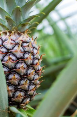 Ananas tropikal meyve plantasyon alanında büyüyen