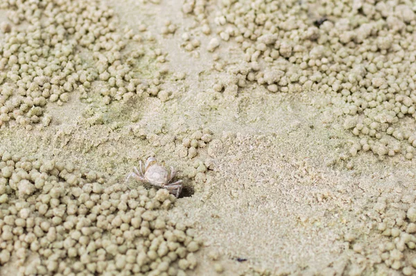 Küçük Hayalet Yengeç kum top yapma