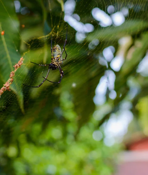 Bild der Batik-Goldnetzspinne nephila antipodiana im Netz. Insektentier. — Stockfoto