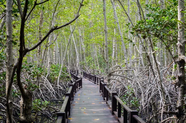 La pasarela del puente de madera en el bosque de manglares en el Parque Nacional del Bosque Pranburi, Prachuap Khiri Khan, Tailandia — Foto de Stock