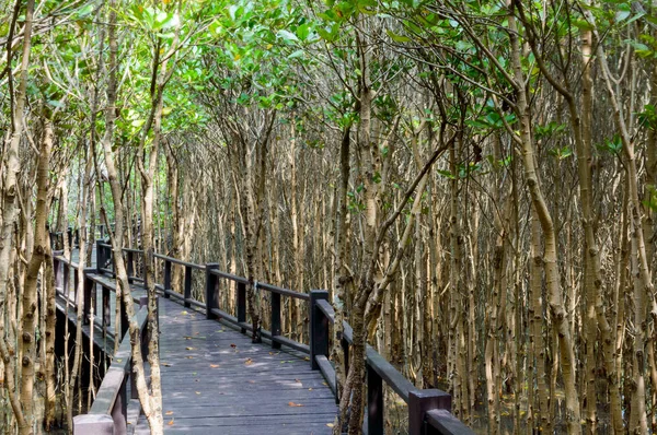 Ahşap köprü geçit mangrov orman Pranburi orman Milli Parkı, Prachuap Khiri Khan, Tayland at
