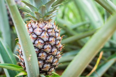 Ananas tropikal meyve plantasyon alanında büyüyen