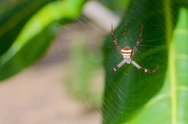 Große Spinne im Netz wartet auf Beute — Stockfoto