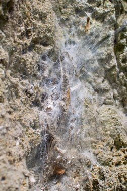 örümcek içinde Tayland dokuma huni