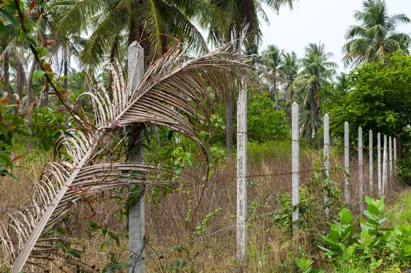 Postes de hormigón alineados construyen una cerca de alambre de púas en la selva — Foto de Stock