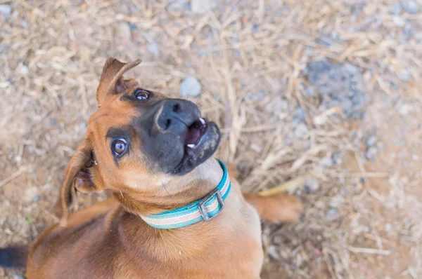 Schattige puppy voor speelse bruin — Stockfoto