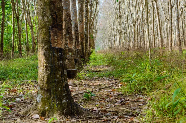 Riga un sacco di alberi di gomma in Thailandia. Produzione di massa di gomma — Foto Stock