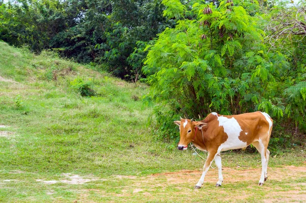 晴れた日に緑の牧草地に放牧牛。農場の動物. — ストック写真