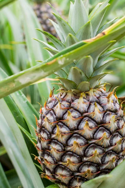 Ananas tropikal meyve plantasyon alanında büyüyen