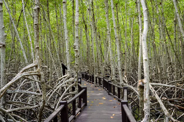 Mangrove forest at Pranburi Forest National Park, Prachuap Khiri