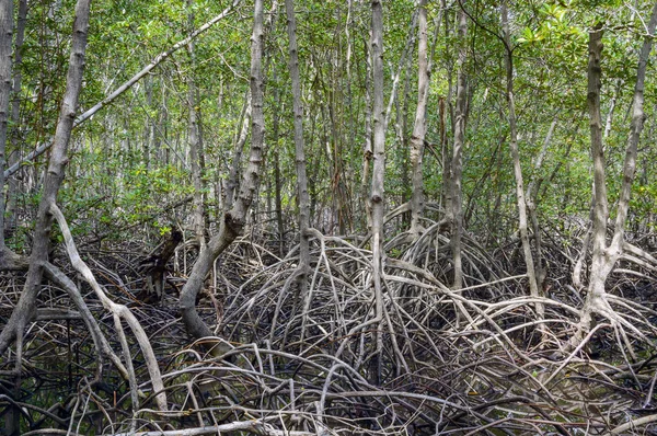 Mangrov orman Pranburi orman Milli Parkı, Prachuap Khiri Khan, Tayland at