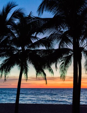 Palmiye ağaçları siluet. Asya günbatımı renkli gökyüzü arka ışık