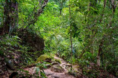 Ağaç kökleri ve yeşil orman, Tayland yatay yağmur ormanı Ulusal Parkı