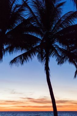 Palmiye ağaçları siluet. Asya günbatımı renkli gökyüzü arka ışık
