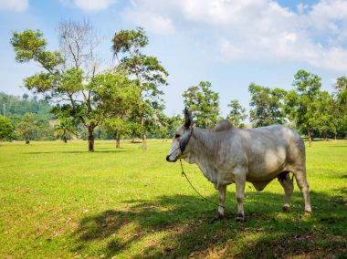 Beyaz inek ağaç gölgesi taze yeşil alanında otlatma