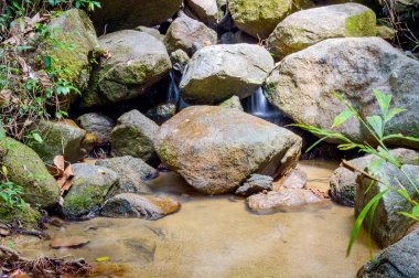 Parlak orman Nehri ile. Doğal peyzaj
