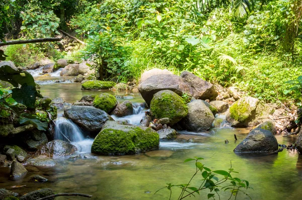 Parlak orman Nehri ile. Doğal peyzaj