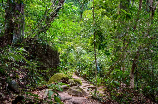 Ağaç kökleri ve yeşil orman, Tayland yatay yağmur ormanı Ulusal Parkı