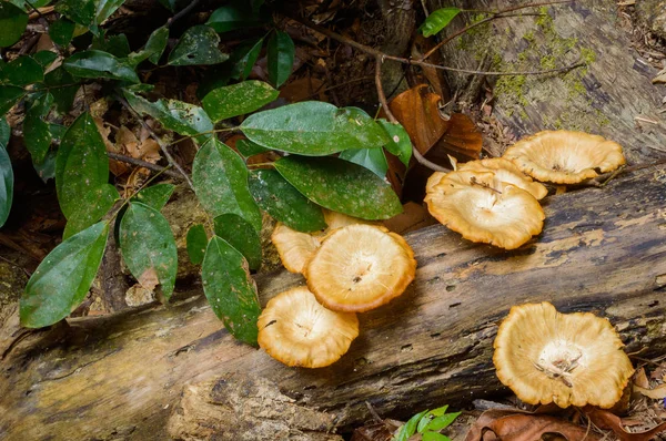 Giftige paddestoelen op een log in tropisch woud — Stockfoto